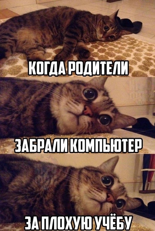 https:__sun1-17.userapi.com_uM-A2JWasRqIWiByG0iV2QESEmdvU0bOLkkbIw_bV7wPi54MVQ.jpg